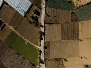 MinAgricultura anuncia medidas para impulsar rentabilidad del sector arrocero en el Caribe