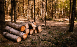 ¿Qué son las plantaciones forestales comerciales y por qué son clave para el desarrollo sostenible de Colombia?