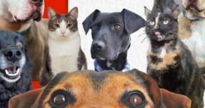 Expopet 2026 reunirá a más de 200 expositores y promoverá el bienestar animal en Bogotá